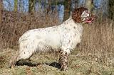 SETTER ANGLAIS 073